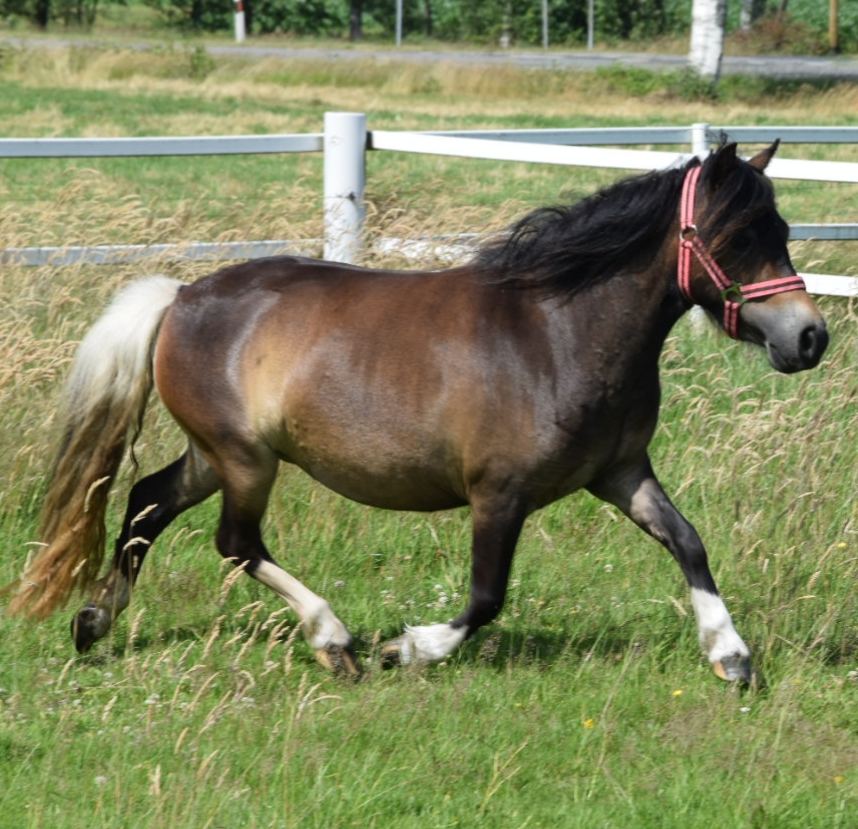 Verkauf MiniShetlandponys